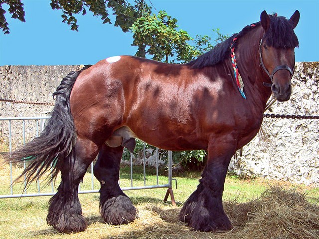 Породы лошадей в Коврове | ЗооТом портал о животных
