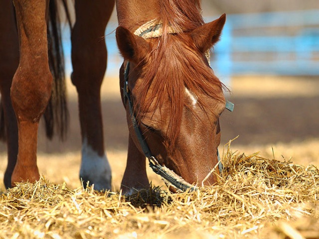 Содержание лошадей в Коврове | ЗооТом портал о животных