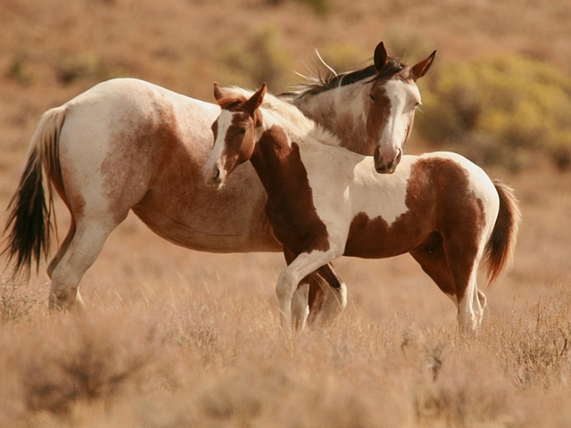 Интересные факты лошадях в Коврове | ЗооТом портал о животных