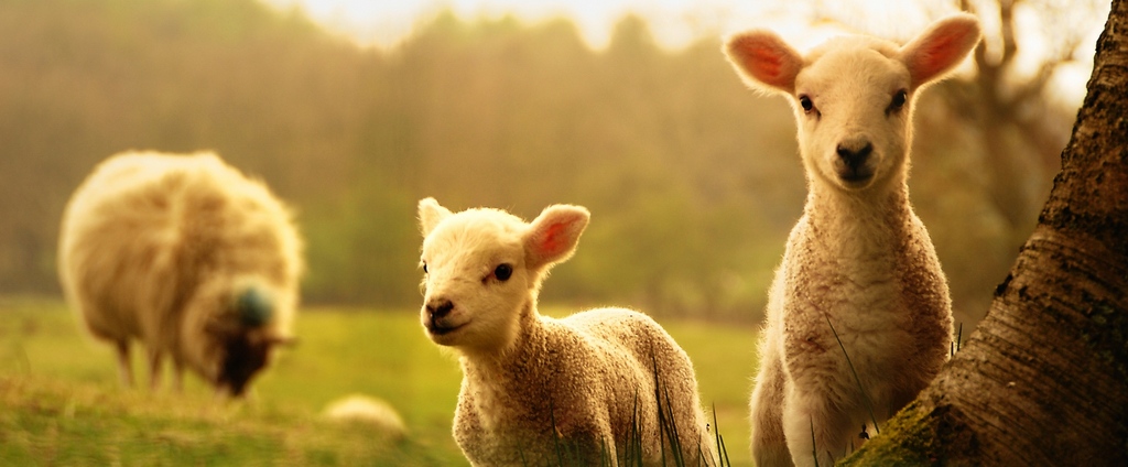 Объявления о сельскохозяйственных животных | ЗооТом - продажа, вязка и услуги для животных в Коврове