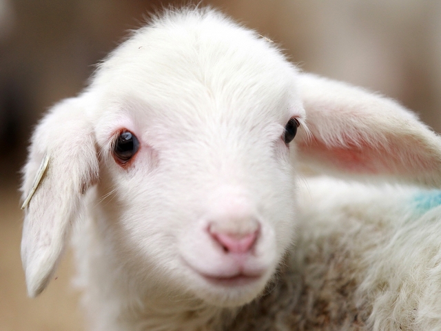 Овцы и бараны в Коврове | ЗооТом портал о животных