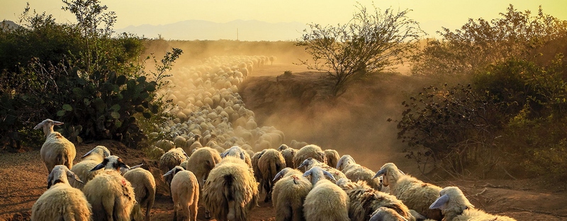 Все об овцах в Коврове | ЗооТом портал о животных