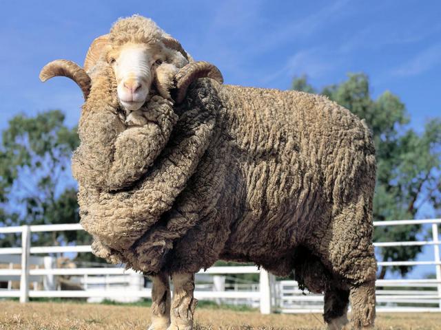Породы овец в Коврове | ЗооТом портал о животных