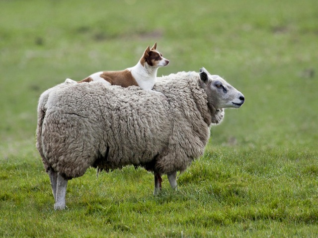 Все об овцах в Коврове | ЗооТом портал о животных