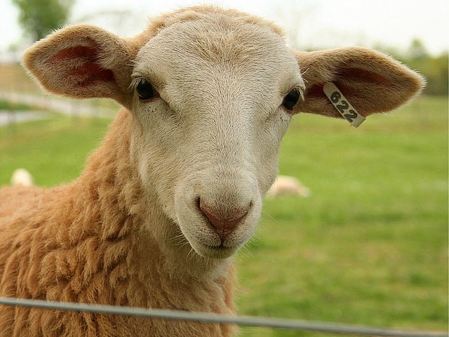 Статьи об овцах в Коврове | ЗооТом портал о животных