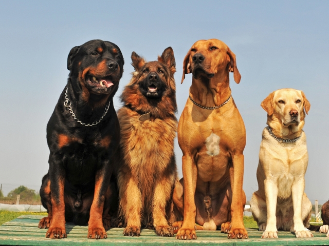 Крупные породы собак в Коврове | ЗооТом портал о животных