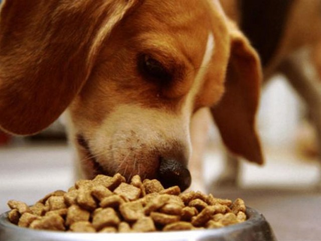 Содержание собаки в Коврове | ЗооТом портал о животных