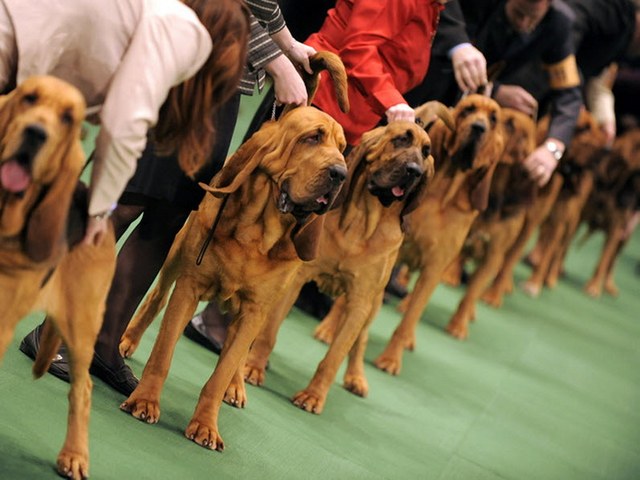 Выставки собак в Коврове