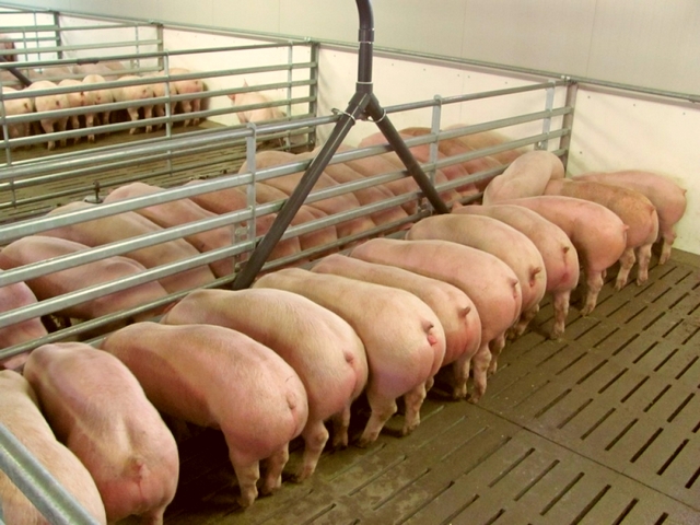 Содержание свиней и уход за ними в Коврове | ЗооТом портал о животных