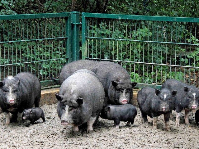 Содержание свиней и уход за ними в Коврове | ЗооТом портал о животных