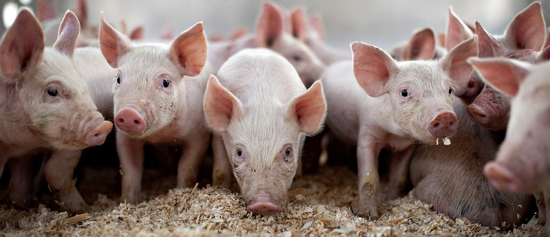 Все о свиньях в Коврове | ЗооТом портал о животных