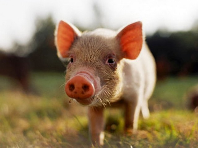 Все о свиньях в Коврове | ЗооТом портал о животных