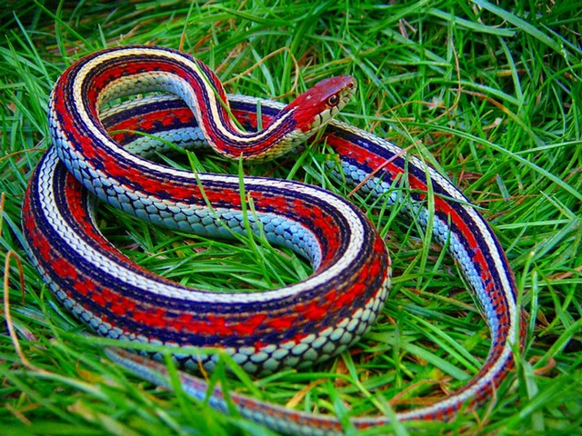 Все о змеях в Коврове | ЗооТом портал о животных